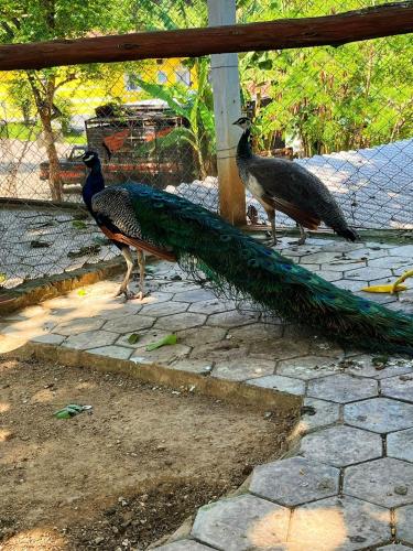 two birds are standing on a bird net at Pousada Jovimar in Aparecida
