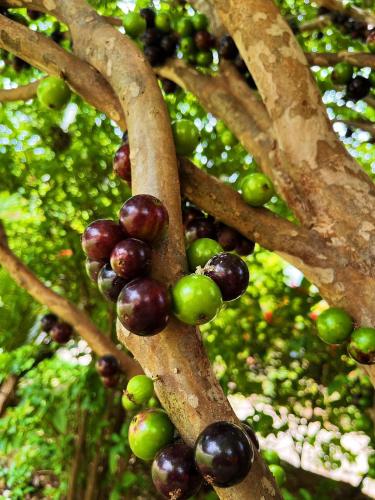 a bunch of green and purple fruits on a tree at Pousada Jovimar in Aparecida