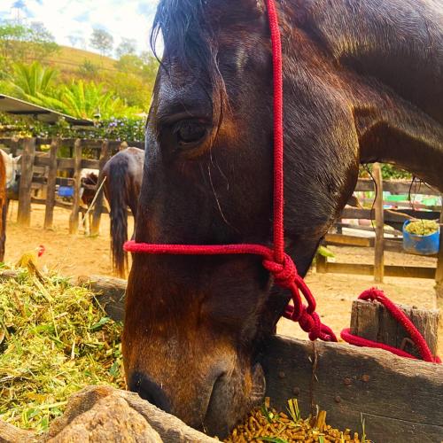 a horse eating some food from a fence at Pousada Jovimar in Aparecida