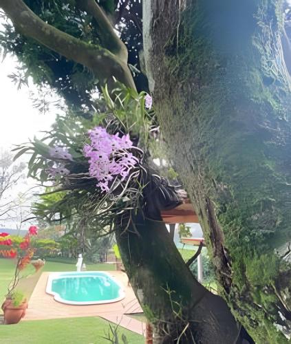 a tree with purple flowers next to a swimming pool at Cabañas con piscina en la entrada de Oberá in Oberá