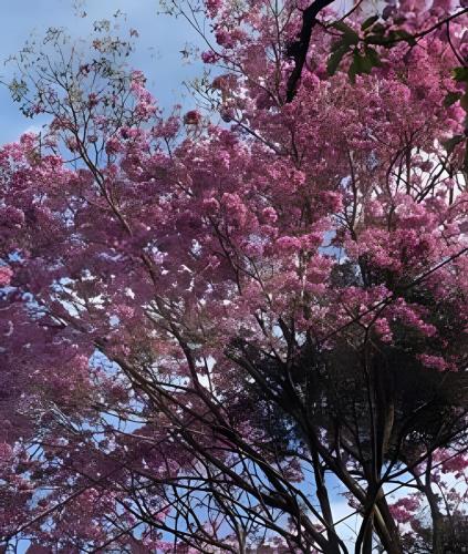 two trees with pink flowers in the sky at Cabañas con piscina en la entrada de Oberá in Oberá