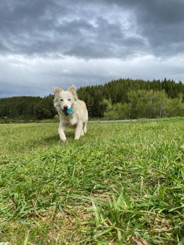 a dog running in a field with a ball in its mouth at Fundo El Coigue - La Cabaña in Cochrane