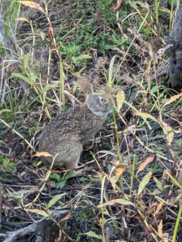 a cat is standing in the grass at Harbor Island D112 in Oceanmarsh Subdivision