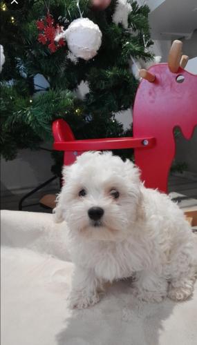 a small white dog sitting in front of a christmas tree at Villa Heaven Green in Pazin