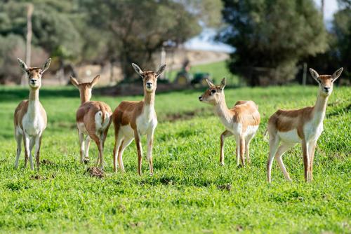 a group of deer standing in a field at Apartamento Cortijo Rural Las Aves in Jimena de la Frontera