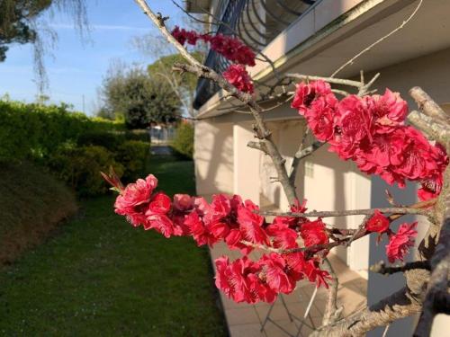 une branche d'un arbre avec des fleurs rouges sur elle dans l'établissement Saint Georges de Didonne - MAISON SPACIEUSE proche CENTRE VILLE et PLAGE, à Saint-Georges-de-Didonne