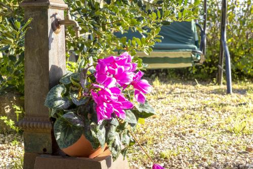 a pink flower in a pot on a wall at Casa Michela in Viddalba