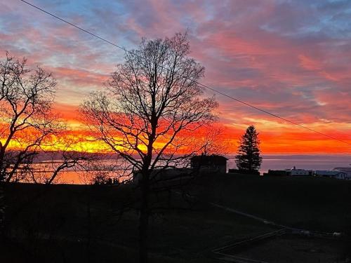 einen Sonnenuntergang mit einem Baum vor einem Feld in der Unterkunft Dorf 70 in Eichenberg