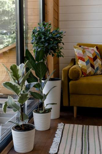 three potted plants on a table in a living room at Chili Shale in Yablunytsya