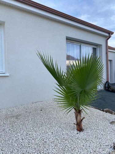 a palm tree in front of a house at Maison By Sana proche du lac in Châtellerault