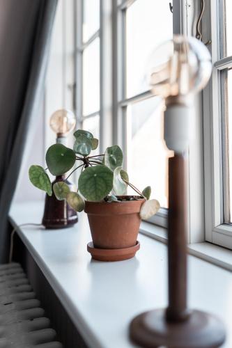a potted plant sitting on a window sill at Cafe Sallys bed and breakfast in Ribe