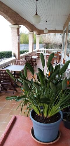 une plante en pot assise sur une table dans un patio dans l'établissement Le Grand Jardin, à Aujargues