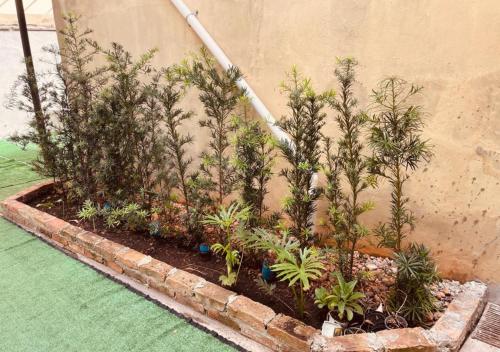a bunch of plants in a garden next to a wall at Hotel Prudente RP in Ribeirão Preto