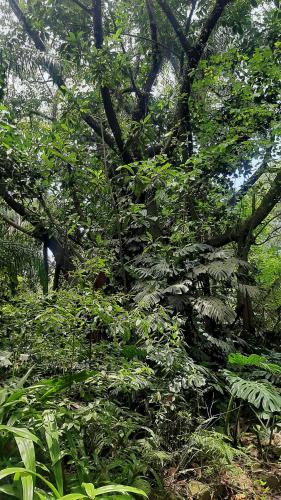 a large tree with green leaves in a forest at La Manquel - Casa y Yungas in Yerba Buena
