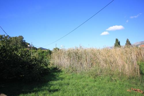 a field of tall grass with a blue sky at Apartments by the sea Kolocep, Elafiti - 2182 in Koločep