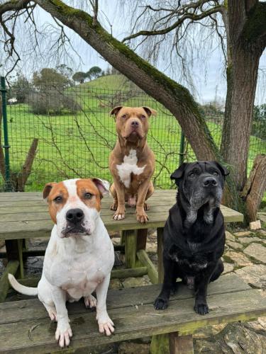 three dogs sitting on a wooden bench in a park at Casa Candelas in Lugo de Llanera