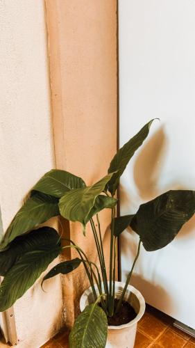 a plant in a white pot sitting on a floor at Villa Skanderbeg Guest House in Puerto Princesa City