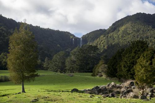 a tree in a field with a waterfall in the background at Maple Lodge Motel in Matamata