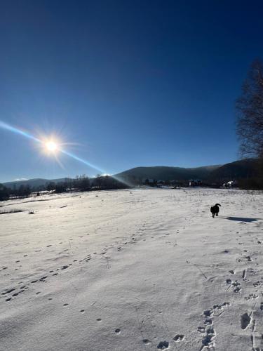 a dog walking across a snow covered field at Malinowa Chata in Cisna