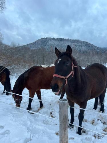 a couple of horses standing in the snow at Malinowa Chata in Cisna