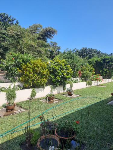 a garden with potted plants on the grass at Tropicana Guesthouse in Ponta do Ouro