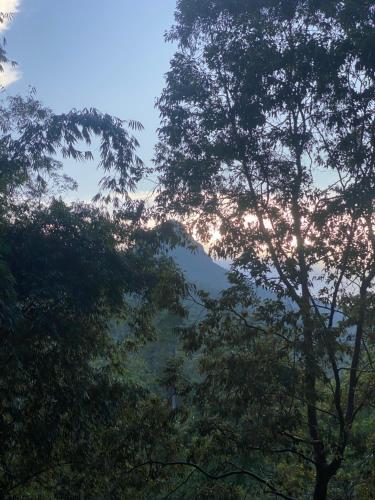 eine Gruppe von Bäumen mit einem Berg im Hintergrund in der Unterkunft Siumi Rest in Nallathanniya