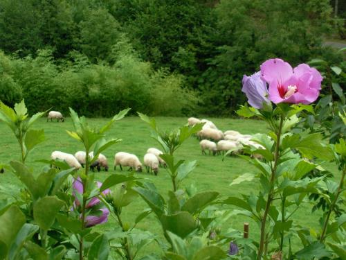 a herd of sheep grazing in a field with a flower at MUNTTEIGOIKO in Legazpia