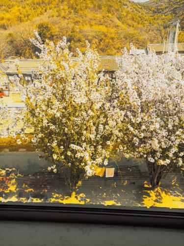 a window with two trees with white flowers on it at Gubeikou Great Wall Juxian Residents' Lodging in Miyun