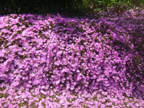 a bunch of purple flowers in a field at Hotel La Palma Romántica in Barlovento