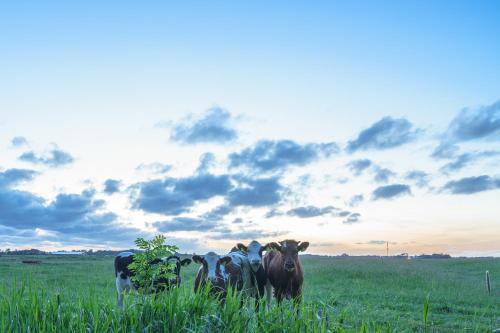 three cows are standing in a field of grass at HW App 9 in Welt