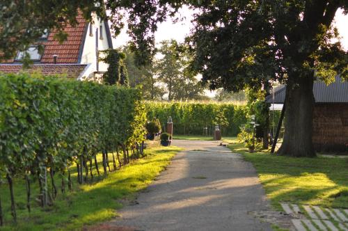 une route en face d'une maison avec un vignoble dans l'établissement Wijnstaete, à Lemelerveld