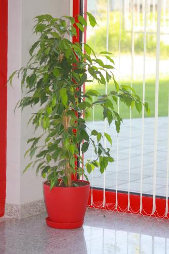 a plant in a red pot in front of a window at Hotel Iris in Plovdiv