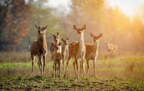 a group of deer standing in a field at K-Triumf Resort in Velichovky