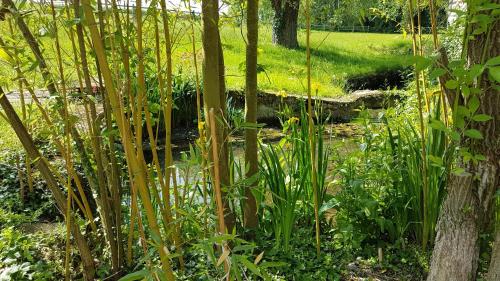 a garden with a pond and trees and plants at Moulin de Giboudet Chambres d'hôtes in Bazainville