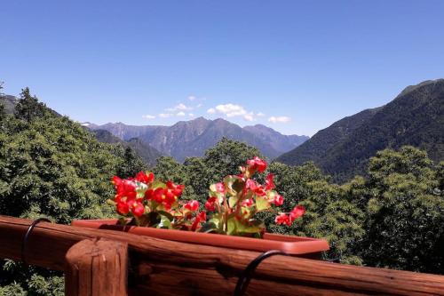 a vase with red flowers on top of a mountain at Chalet Alpe Quaggiui in Calasca Castiglione