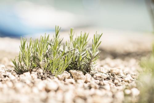 a bunch of green plants growing out of the ground at Boutique Hotel Riviera in Spiez