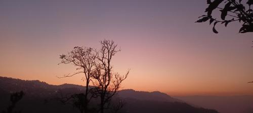 a silhouette of a tree with the sunset in the background at TREE HOUSE BY THE CITY ESCAPE in Shimla