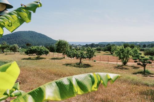 a field with trees and a fence in the background at Can Pep Gibert in Ibiza Town