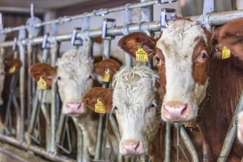 a group of cows with tags in their ears at Ferienwohnungen Lahner in Bramberg am Wildkogel