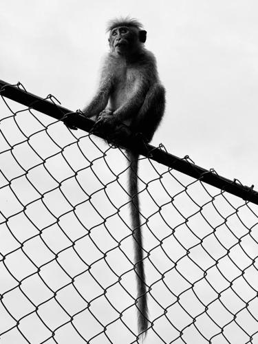 a monkey sitting on top of a fence at The Tenthola in Kandy