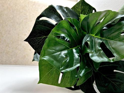 une plante en pot vert assise sur une table dans l'établissement Pentagone 33 Stade de Reims, à Reims