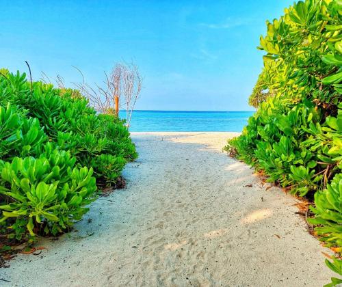 a beach with a bunch of green plants and the ocean at Boli Villa Thoddoo in Thoddoo