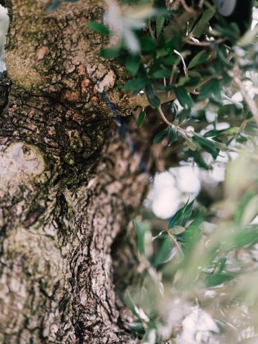 a close up of the trunk of a tree at Villa Tranquillini auf Gut Guntrams in Schwarzau am Steinfelde