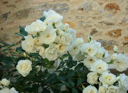 a bunch of white roses in front of a rock at Fattoria Agriturismo Nerbona in Casole dʼElsa