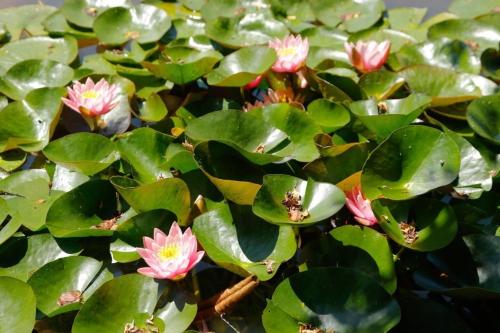 a bunch of green leaves with pink flowers on them at Domaine La Faix, Gite La Cigogne in Saint-Plaisir