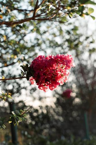 a pink flower is hanging from a tree at Strassen Hotel in Goiânia
