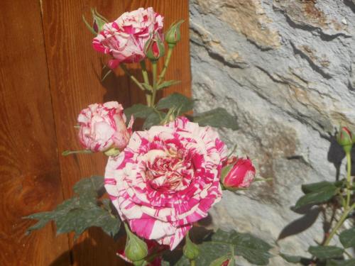 a bunch of pink flowers sitting next to a wall at Agriturismo Nona Rosa in Gravedona