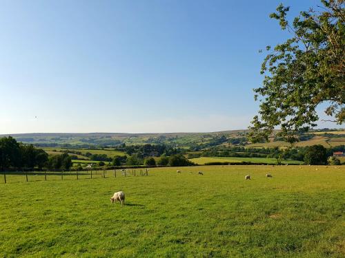 a herd of sheep grazing in a green field at Ingleside Cottage in Glaisdale