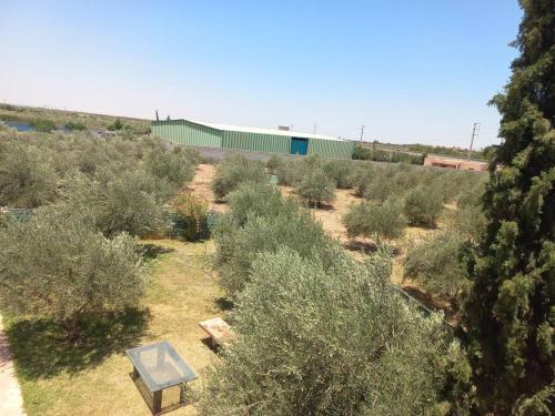 a field of olive trees with a building in the background at Villa Générosité in Marrakech