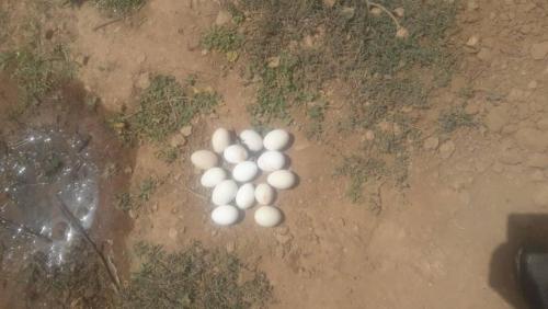 a bunch of white balls on the ground at Villa Générosité in Marrakech